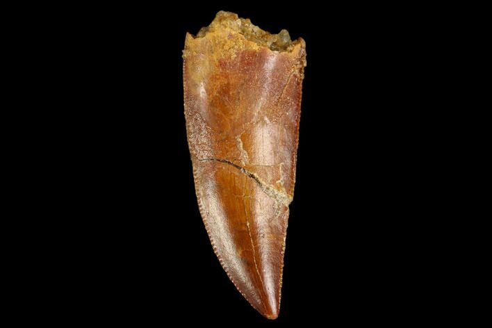 Serrated, Raptor Tooth - Real Dinosaur Tooth #124870